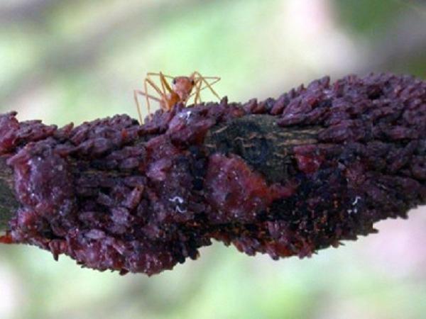 N-Nuôi cánh kiến đỏ có giá trị kinh tế cao