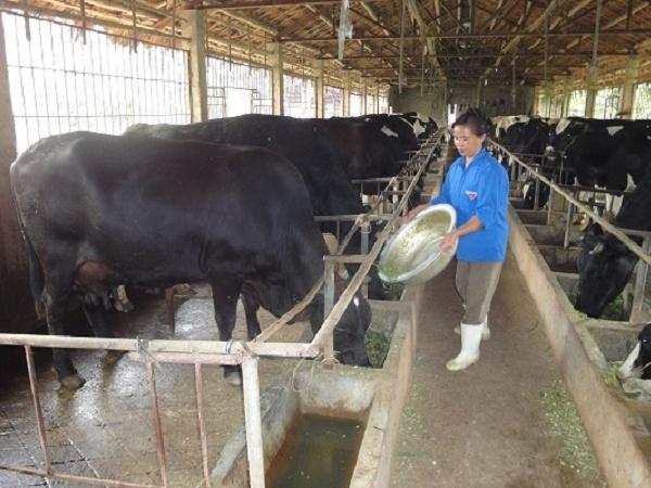 N-Giải pháp khôi phục sức khỏe đàn gia súc, gia cầm sau rét đậm rét hại