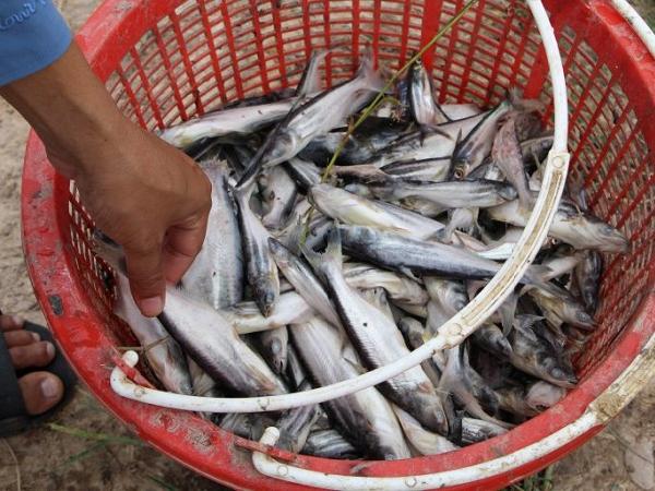 Cảnh báo: Dịch bệnh trên cá tra diễn biến phức tạp