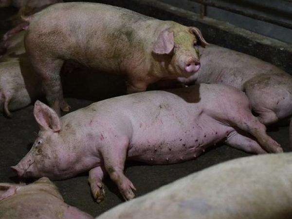 Dịch bệnh bùng phát, giá TĂCN tiếp tục tăng, người chăn nuôi lợn muốn bỏ nghề