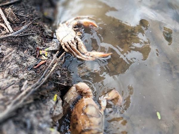 Ký sinh trùng khiến cua chết bất thường ở Cà Mau