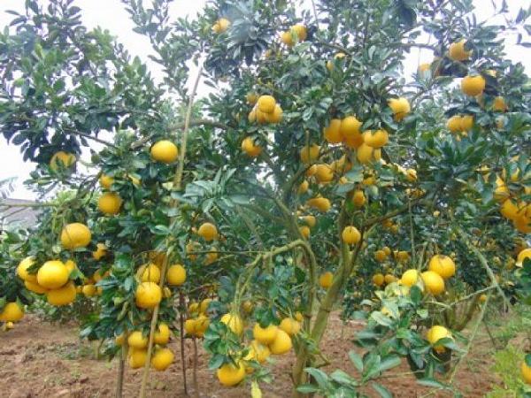 CS-Độc chiêu cho vườn bưởi ngọt trĩu trái ở Bắc Giang