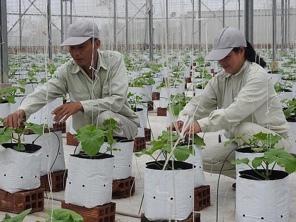 Bắc Ninh ứng dụng công nghệ trong sản xuất nông nghiệp