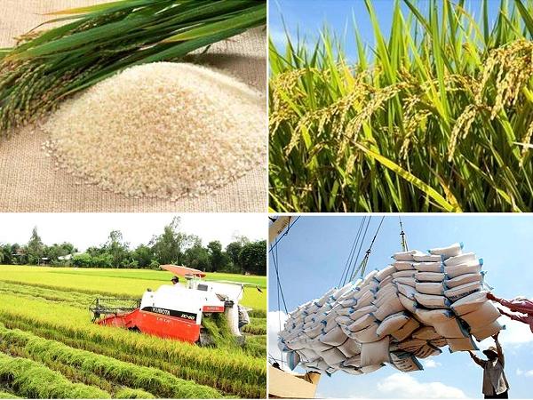 Giá gạo xuất khẩu sang EU tăng, kỳ vọng sẽ tiếp tục bứt phá