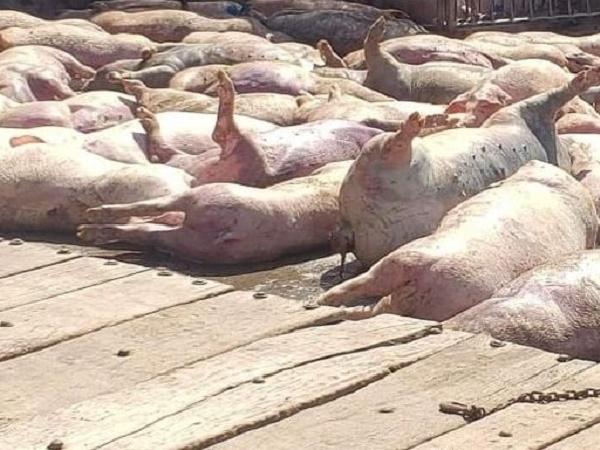 Mới: Dịch bệnh khiến lợn chết la liệt quay trở lại, nông dân điêu đứng
