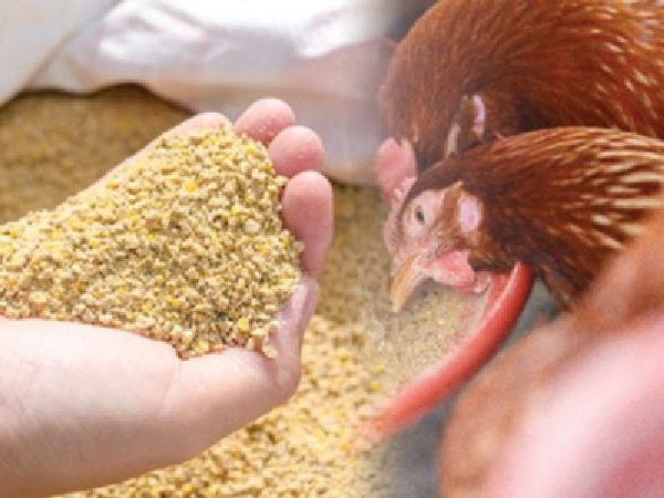 N-5 nhóm sản phẩm bổ sung thay thế kháng sinh trong thức ăn tiền khởi động của gà thịt