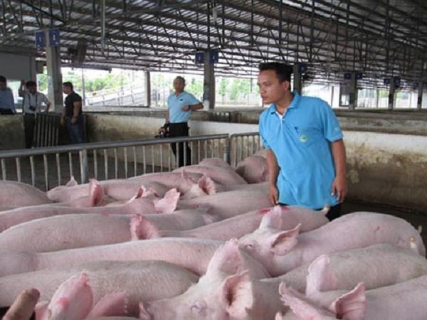 KBSV dự đoán giá lợn hơi sẽ lên mức 70.000 đồng/kg trong thời gian tới