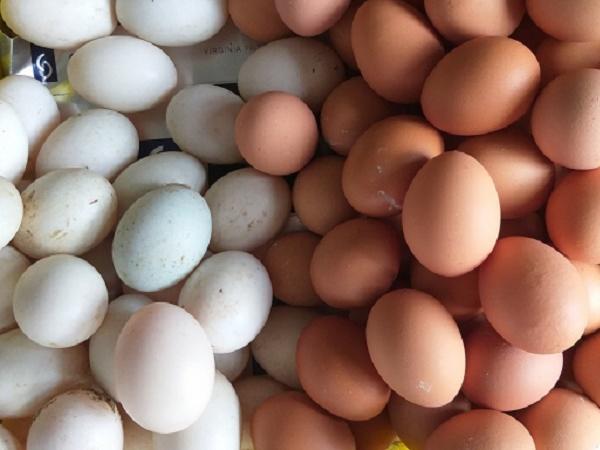 N-Bật mí những mẹo hay để giảm hiện tượng trứng nứt ở gia cầm