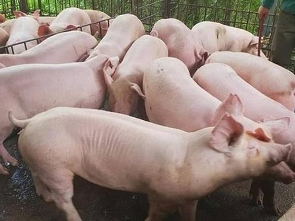 Giá lợn hơi tại nhiều địa phương bất ngờ bật tăng