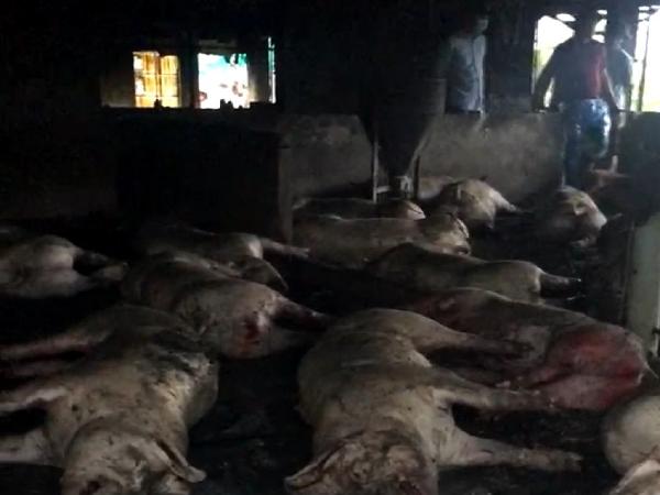 Thông tin chi tiết vụ sét đánh chết cả đàn lợn 229 con, thiệt hại hơn 2 tỉ đồng