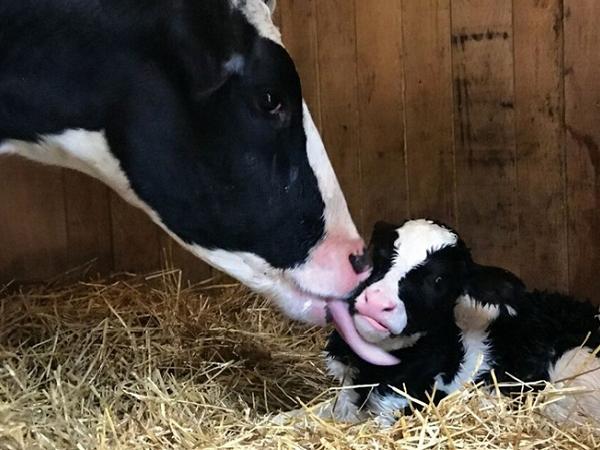 N-Kỹ thuật chăm sóc bò mẹ mới sinh