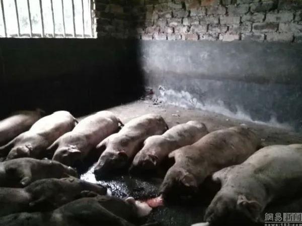 Trang trại lợn 300 con bị sét đánh, chủ trại chịu thiệt hại nặng nề