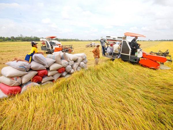 Giá lúa gạo có xu hướng tăng trong thời gian tới