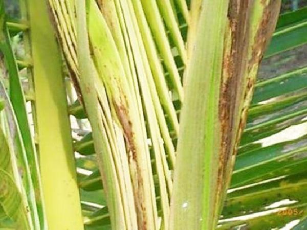 SB-Tìm “thủ phạm” khiến cây dừa bị vàng lá