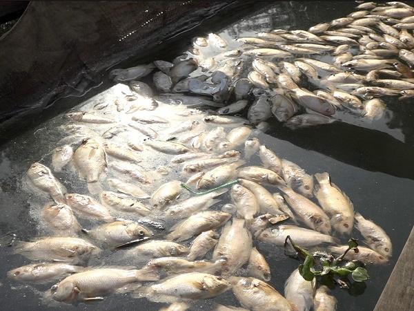 Hơn 150 tấn cá nuôi bè bị chết chưa rõ nguyên nhân