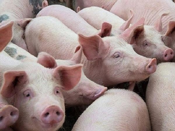 Doanh nghiệp Hồng Kông cần nhập khẩu thịt lợn đông lạnh Việt Nam