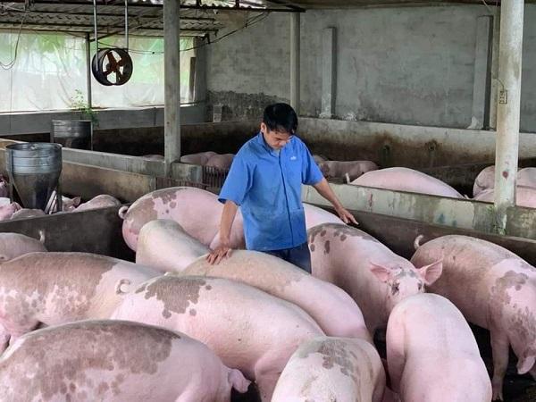 Pháp nhắm vào thị trường thịt lợn Việt Nam, giá lợn trong nước sẽ chịu ảnh hưởng tiêu cực