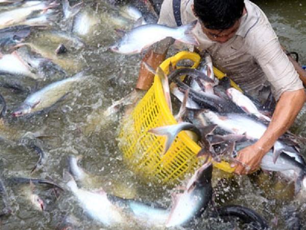 Tình trạng thiếu hụt nguồn cung cá tra tiếp tục kéo dài đẩy giá cá tra tăng cao
