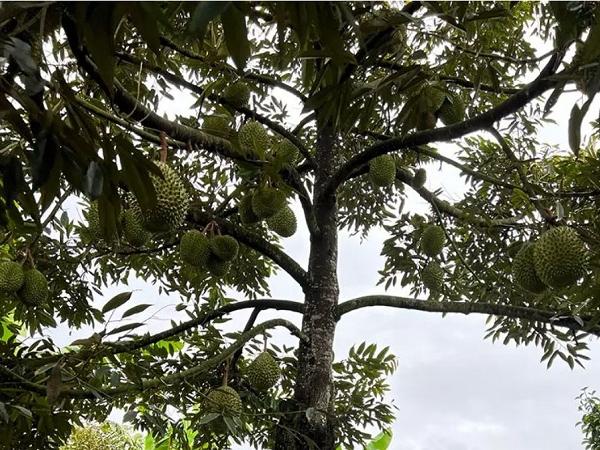 Cận cảnh vườn sầu riêng Musangking trái sai trữu cành ở Miền Tây, giá đến 2 triệu đồng/quả