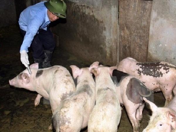 Hậu quả của việc lạm dụng kháng sinh trong chăn nuôi và biện pháp khắc phục