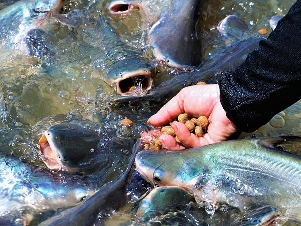 NT-Quản lý thức ăn để cắt giảm chi phí nuôi trồng thủy sản