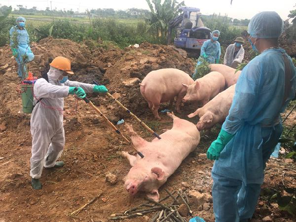 Khẩn cấp: Dịch tả lợn châu Phi bùng phát trở lại ở nhiều địa phương