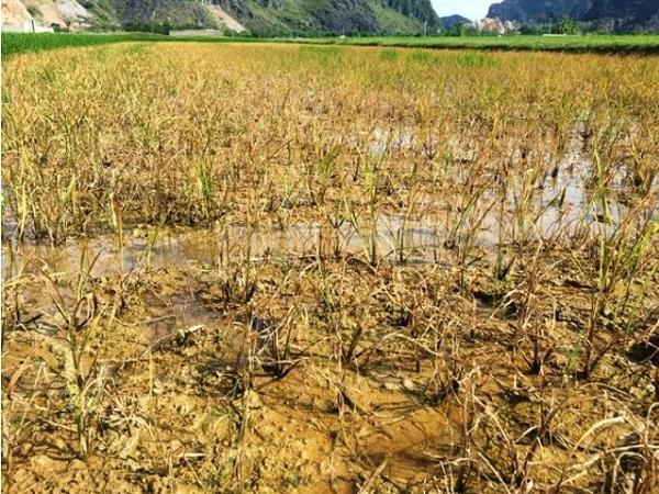 Một diện tích lớn lúa tại Quảng Trị bị chết do thuốc trừ cỏ: Ai chịu trách nhiệm?