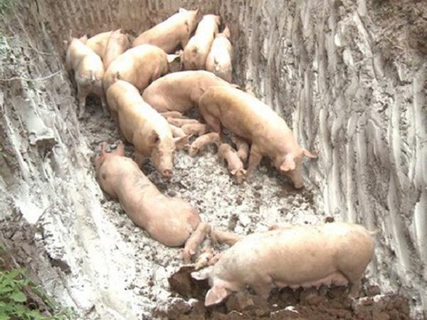 Dịch tả lợn châu Phi càn quét trở lại, người chăn nuôi cần phải lưu ý những gì?