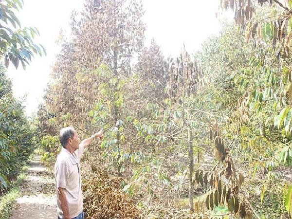 SB-Nhận biết và cách điều trị các loại bệnh trên cây sầu riêng vào mùa mưa