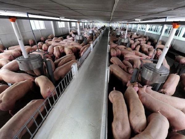 Đơn hàng 1.000 con lợn sống từ châu Âu đã về đến Việt Nam