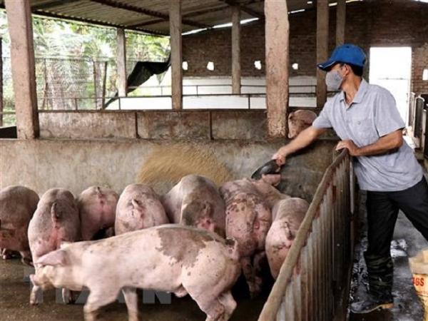 Tăng cường công tác kiểm tra, giám sát giá thịt lợn tại các địa phương