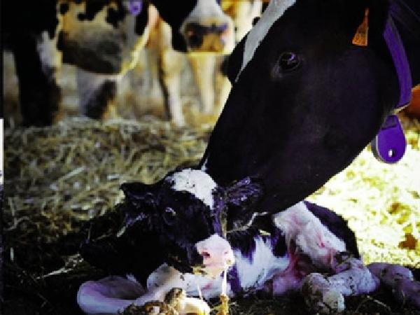 NT-Mẹo nâng cao năng suất bò sinh sản