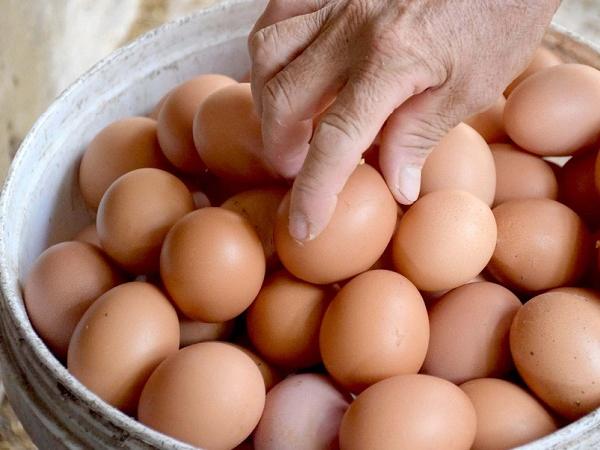 Giá trứng gia cầm tiếp tục tăng, đạt mức kỷ lục