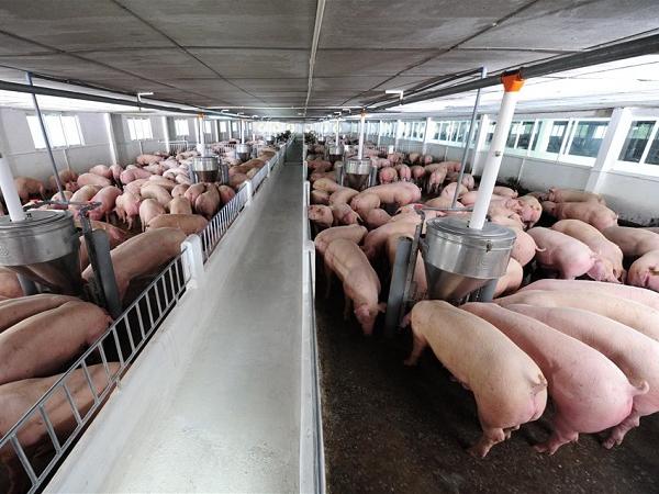 Giá thịt lợn tại Trung Quốc tăng trở lại