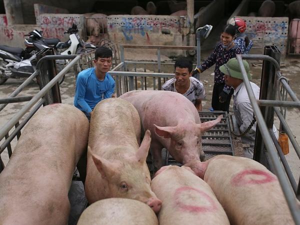 Giá thịt heo Trung Quốc tăng mạnh kéo giá heo hơi Việt Nam 'leo thang', đạt mức 62.000 đồng/kg