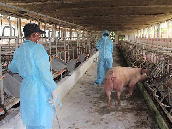 Dịch tả lợn châu Phi lây lan rộng, đe dọa ngành chăn nuôi lợn trong nước