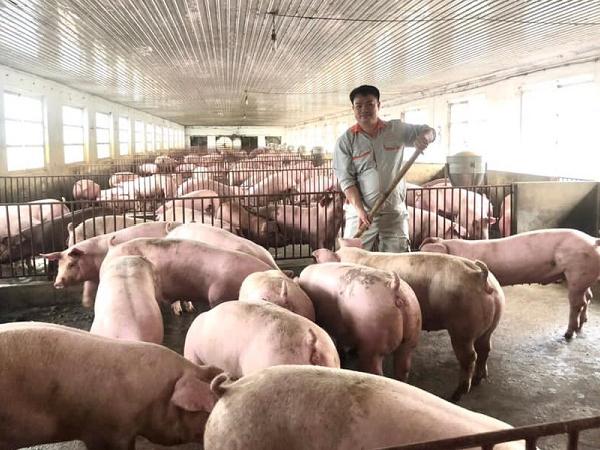 Lợn hơi bước vào ‘cơn sốt giá’ mới, tăng mạnh từng ngày, có thể đạt mức 68.000 đồng/kg