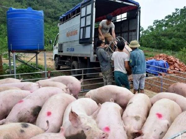 Chênh lệch 20.000 đồng/kg, tăng cường xuất khẩu lợn tiểu ngạch sang Trung Quốc