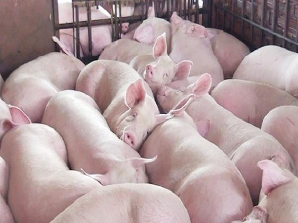 Sau chuỗi ngày tăng, giá thịt lợn bất ngờ giảm sâu 5.000 đồng/kg, nguyên nhân do đâu?