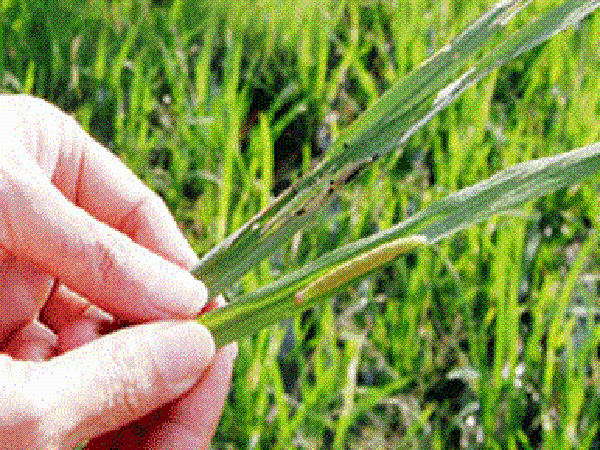 Biện pháp trị sâu cuốn lá nhỏ gây hại lúa tại miền Bắc