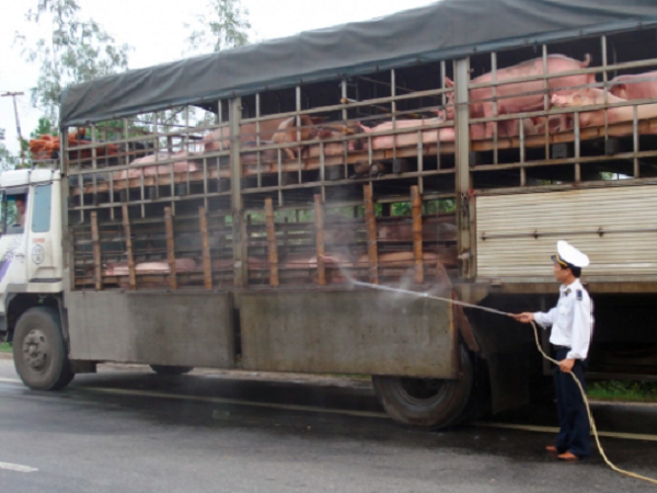 Ngăn chặn vận chuyển lợn trái phép qua lại biên giới Việt – Lào