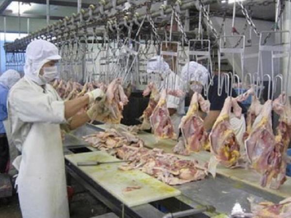 Xuất khẩu được 9.000 tấn thịt gà chế biến