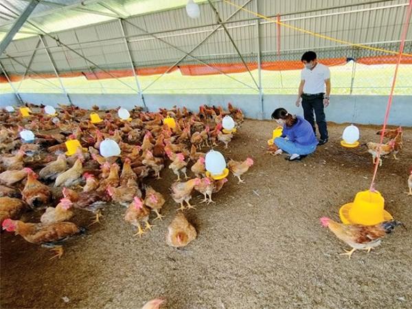 N-Phương pháp làm đệm lót sinh học trong nuôi gà