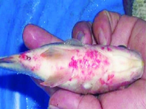 CB-Phòng trị bệnh viêm ruột trên cá rô phi