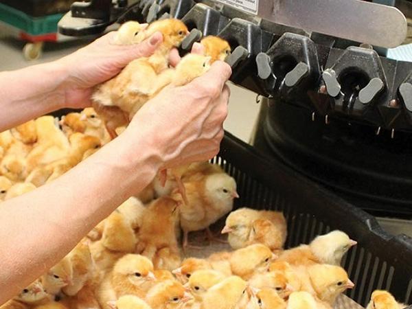 N-Quy trình kỹ thuật cắt mỏ gà