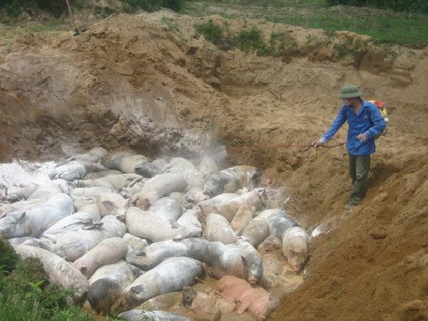 Cảnh báo dịch tả lợn Châu Phi, cúm gia cầm bùng mạnh dịp cuối năm
