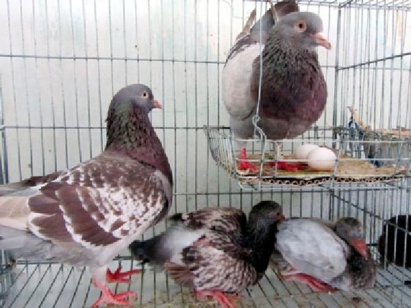 Khởi nghiệp thành công từ mô hình nuôi chim cu gáy Pháp