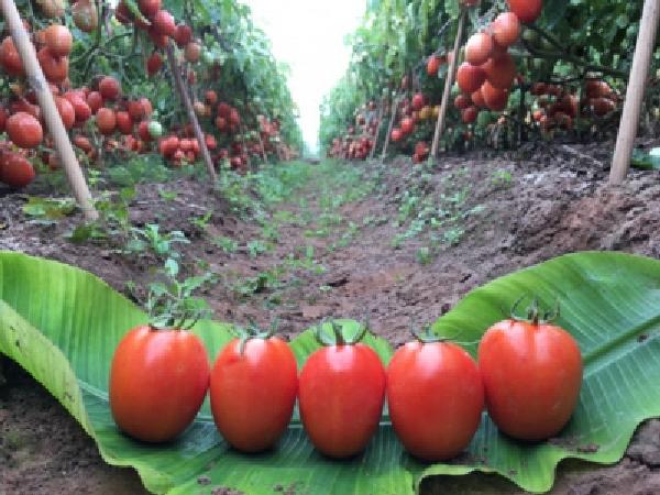 CS-Giống cà chua Ansal, sự lựa chọn cho sản xuất hàng hóa