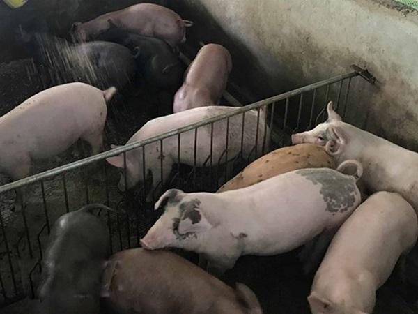Xử phạt gần 300 trăm triệu đồng với cơ sở nuôi lợn gây ô nhiễm
