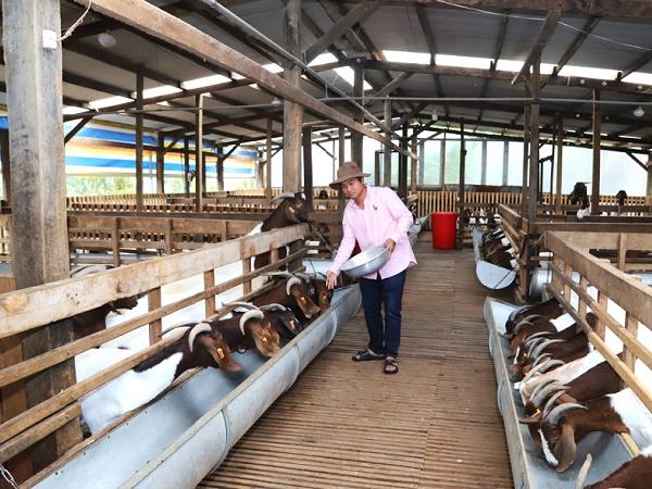 Khám phá trang trại nuôi dê Boer công nghệ cao tiền tỷ